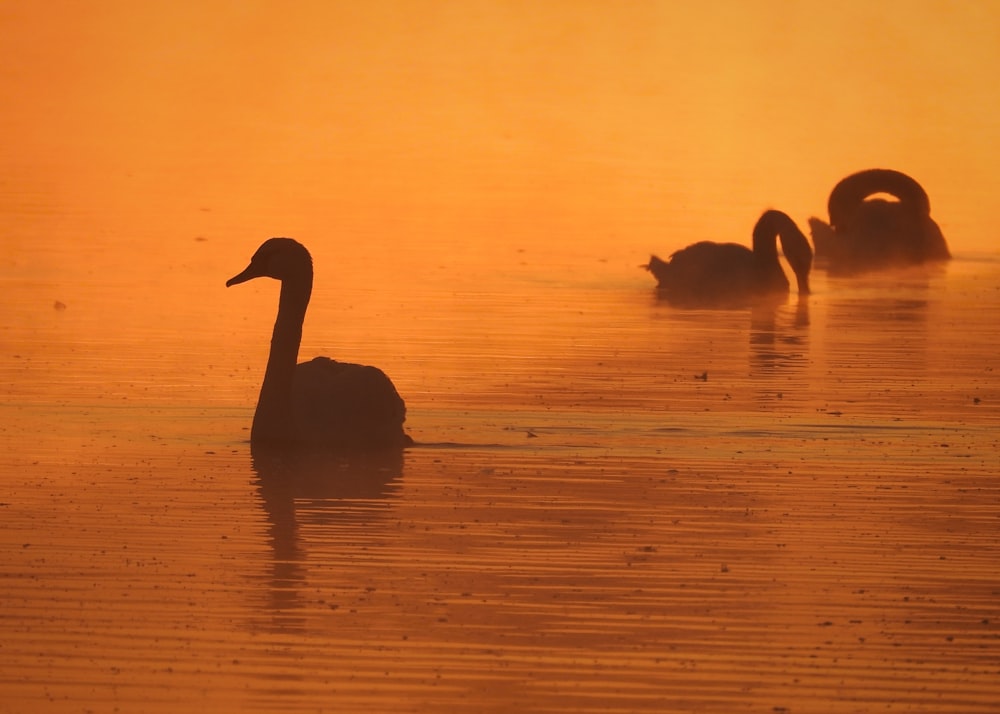 a group of ducks floating on top of a lake