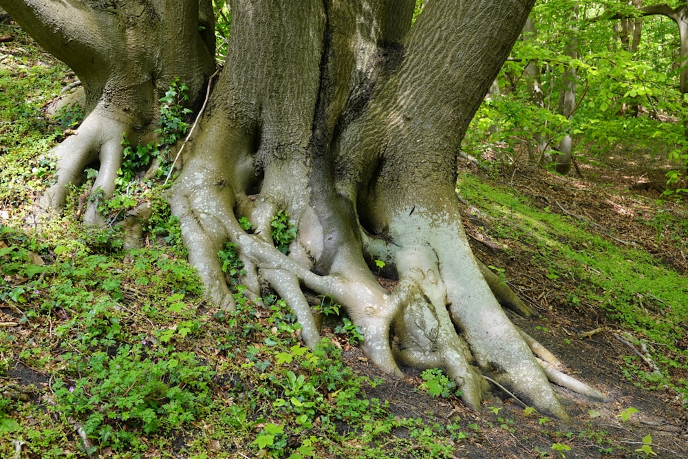 a group of trees with their roots exposed