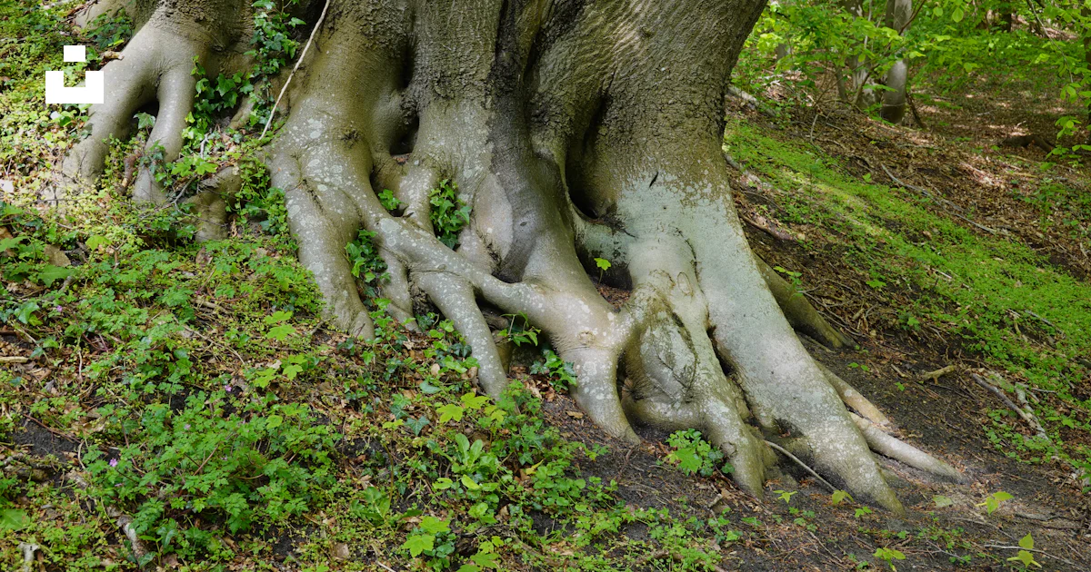 Eat Tree Roots A group of trees with their roots exposed photo – Free Background ...