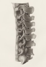a drawing of the back of a human skeleton
