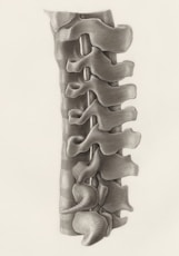 a drawing of the back of a human skeleton