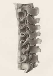 a drawing of the back of a human skeleton