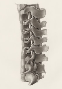 a drawing of the back of a human skeleton