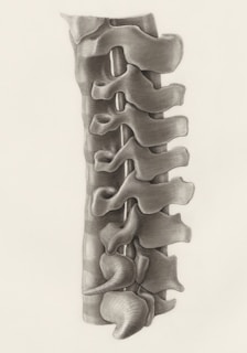 a drawing of the back of a human skeleton