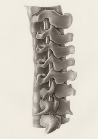 a drawing of the back of a human skeleton