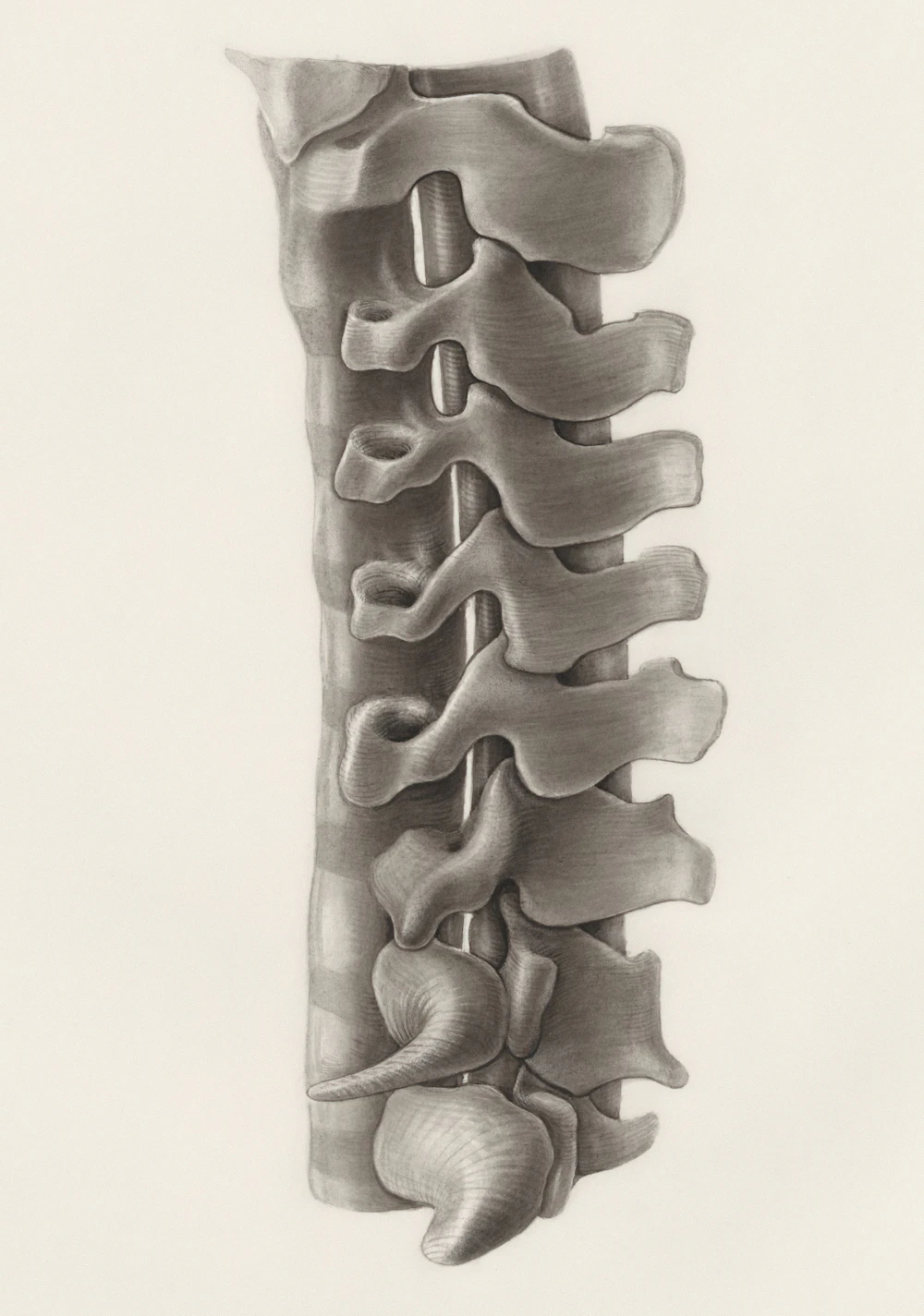 Technical pencil drawing of the human spine