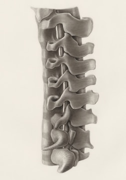 Anatomical spine and vertebrae illustration