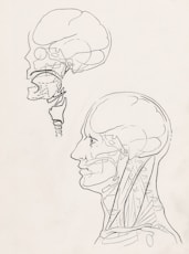 a black and white drawing of a human head