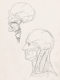 a black and white drawing of a human head
