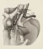 a drawing of a heart with a vein running through it