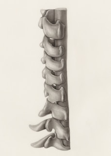 a pencil drawing of a long bone