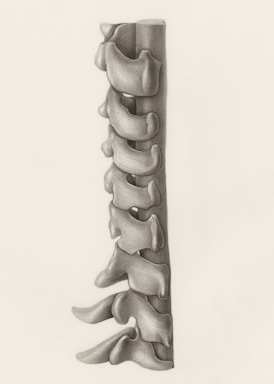 a pencil drawing of spinal vertebra