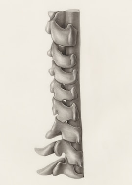 a pencil drawing of a long bone