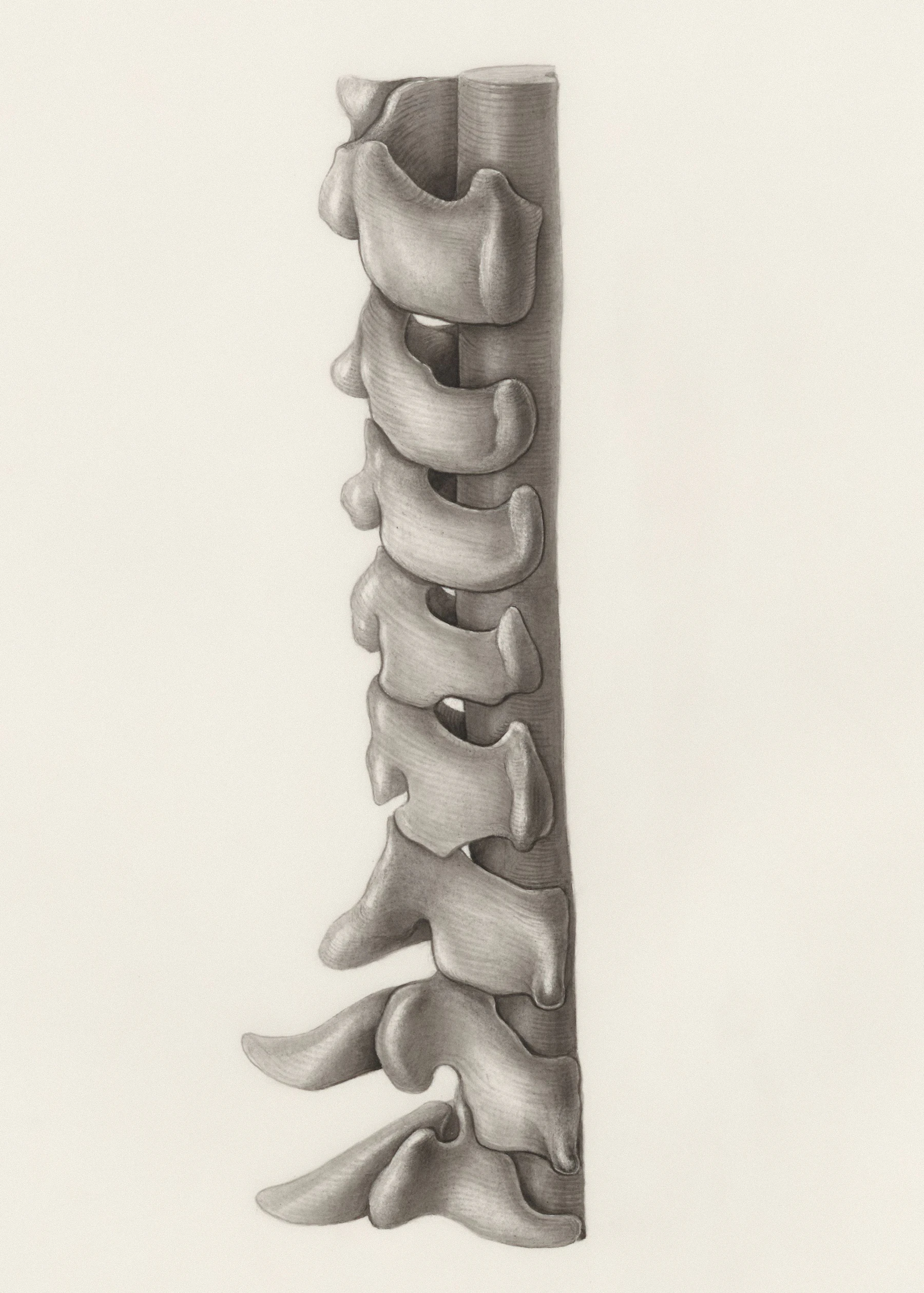 Technical pencil drawing of a long bone
