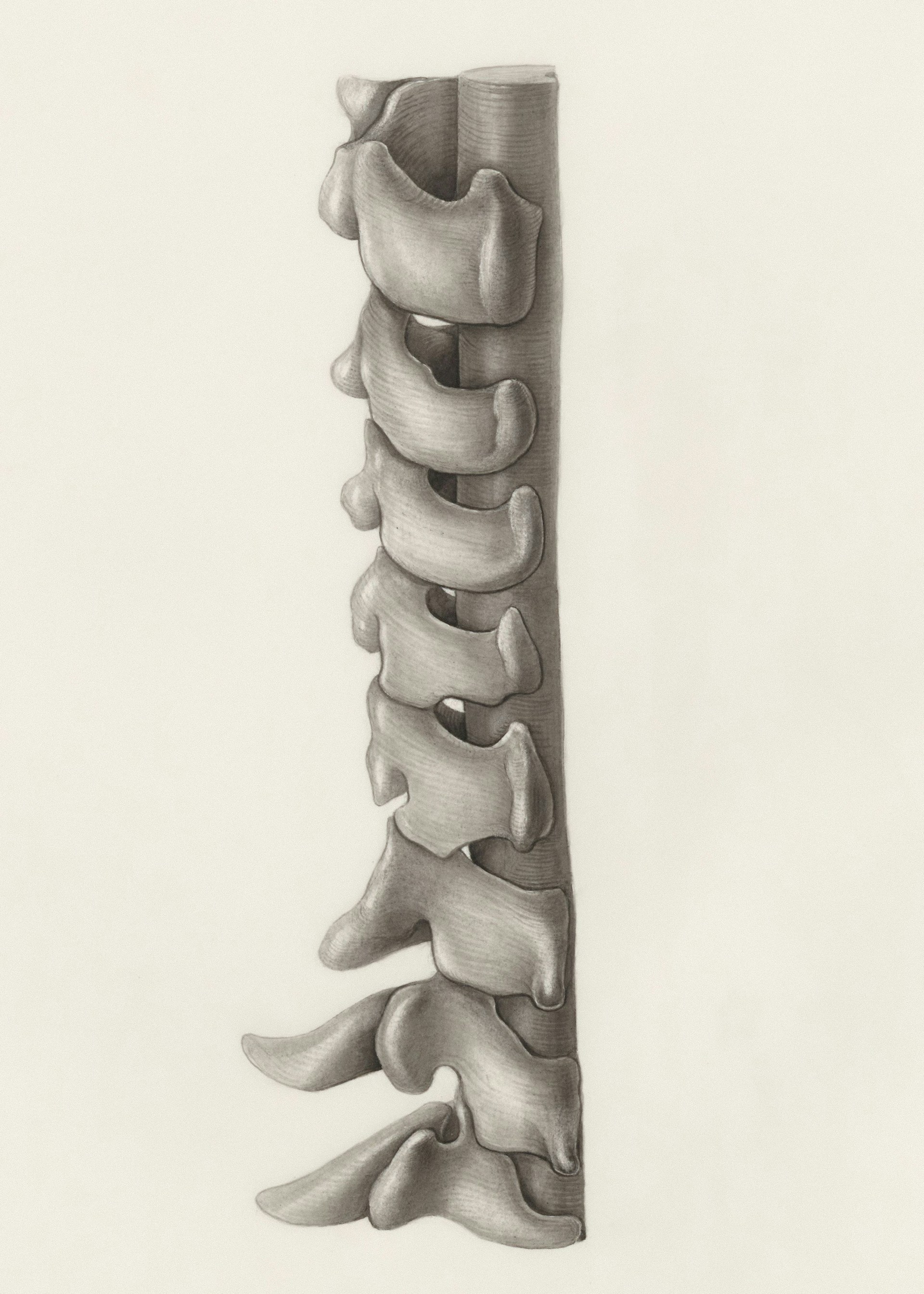 a pencil drawing of a long bone