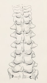 a black and white drawing of a long stack of bones