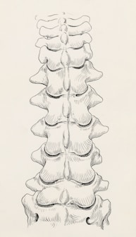 a black and white drawing of a long stack of bones
