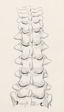 a black and white drawing of a long stack of bones