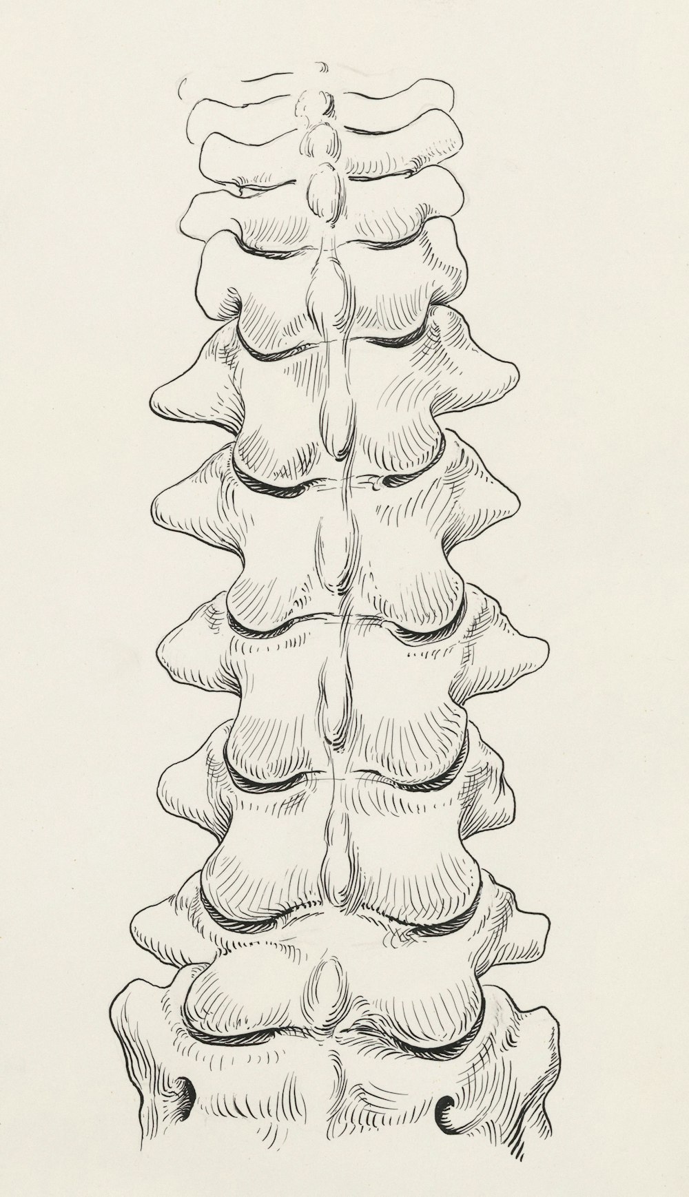 eine Schwarz-Weiß-Zeichnung eines langen Stapels Knochen
