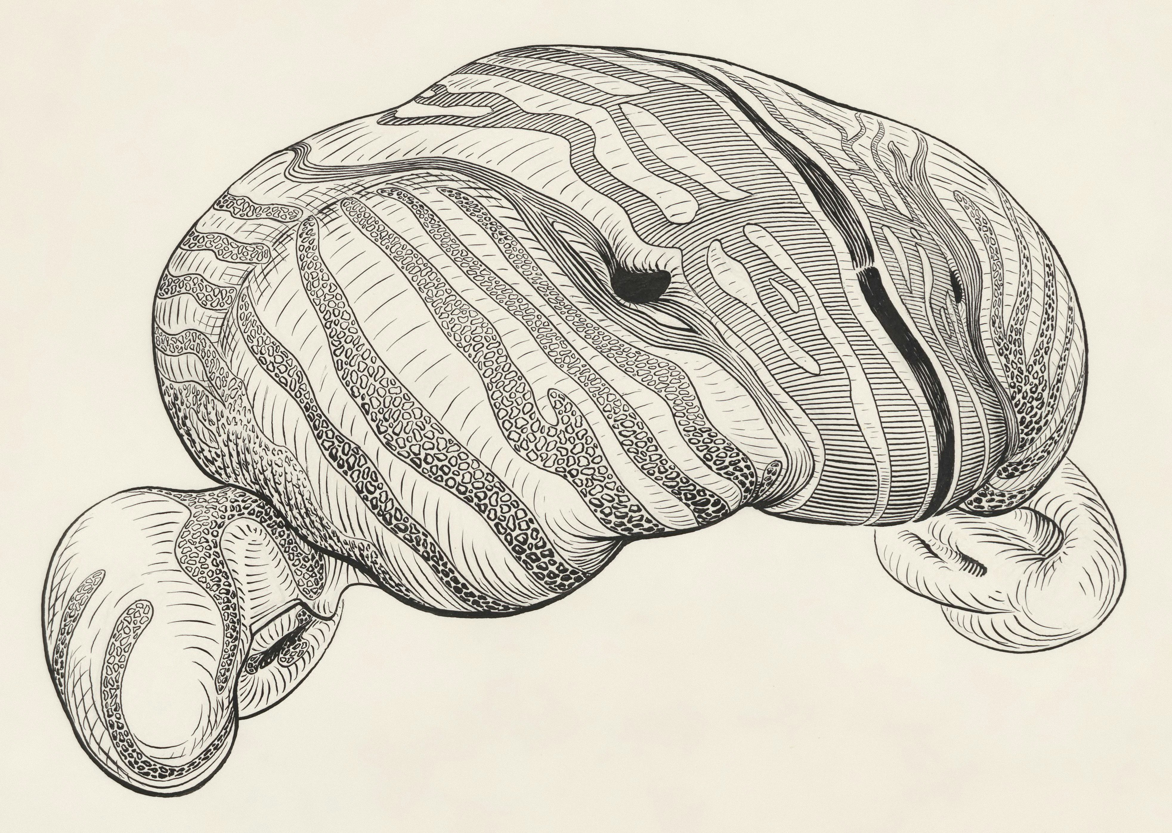 Slnečná ryba: Prečo je taká zvláštna?