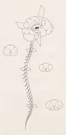 a black and white drawing of a spiral of life