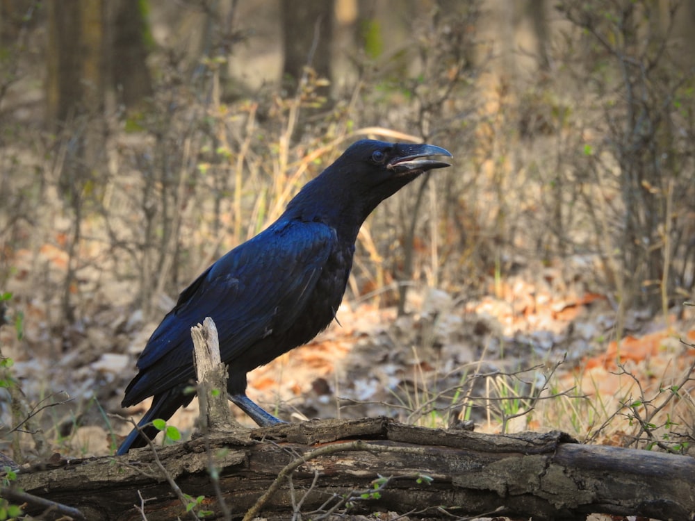 a black bird standing on a log in the woods