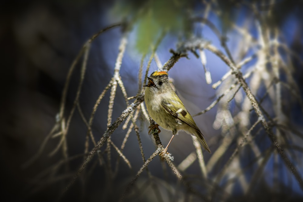 a small bird perched on a branch of a tree