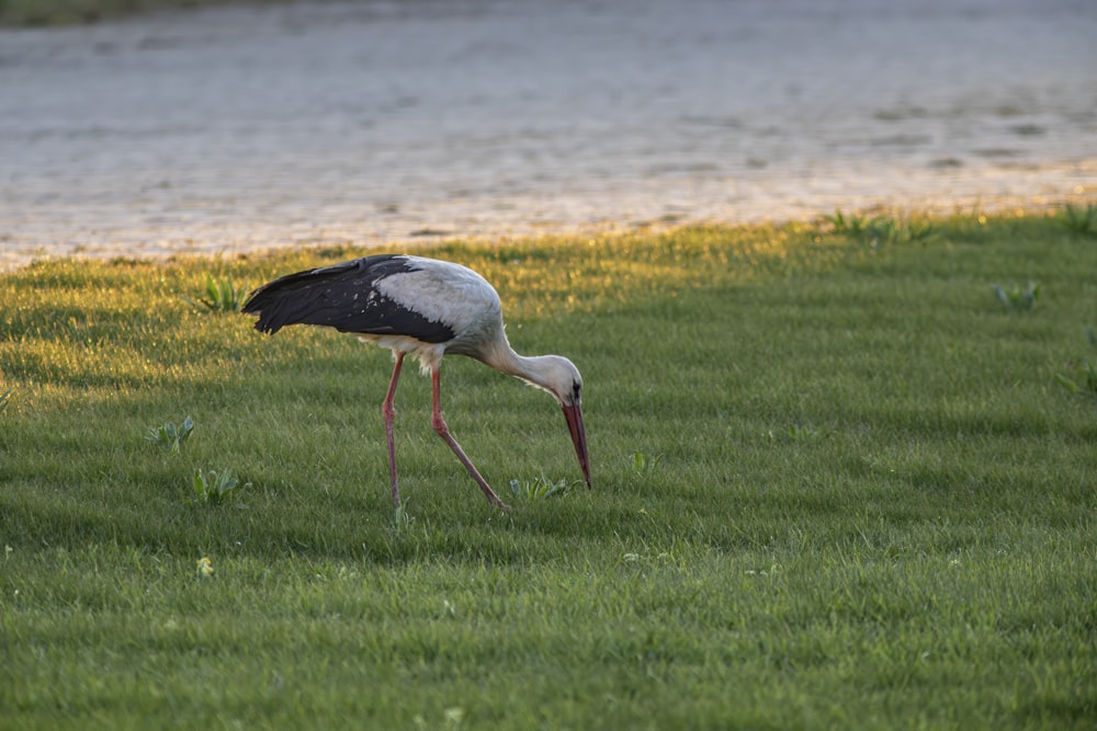 a stork eating grass near a body of water