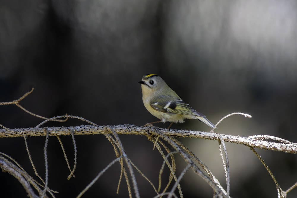 a small bird perched on top of a tree branch