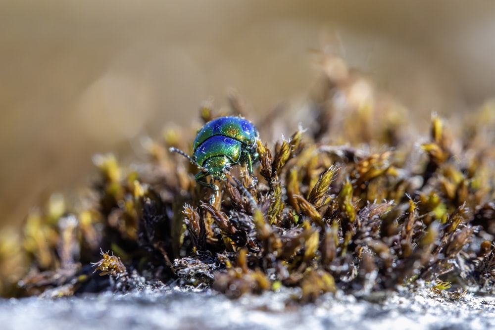 a blue bug sitting on top of a moss covered ground