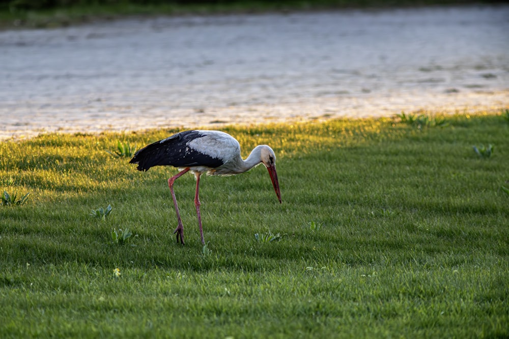 a bird with a long neck is standing in the grass
