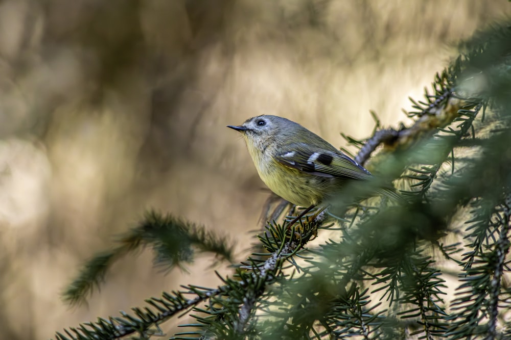 a small bird perched on top of a pine tree