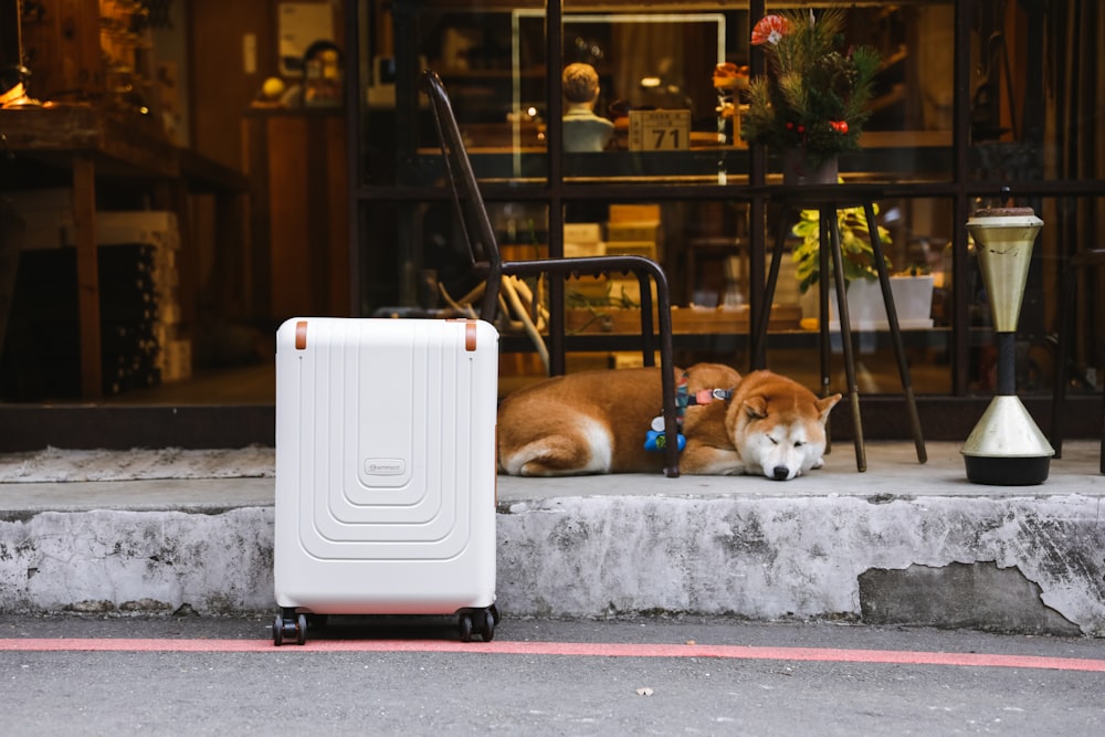 un cane marrone e bianco sdraiato accanto a una valigia bianca