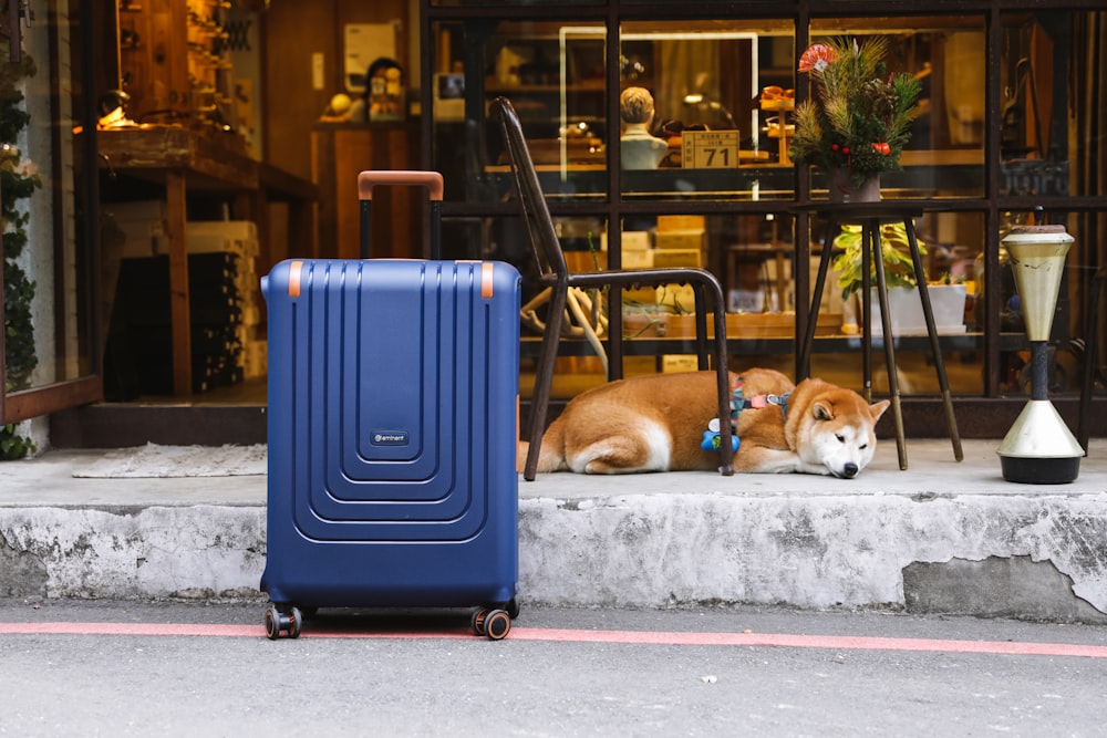 a dog laying on the sidewalk next to a blue suitcase