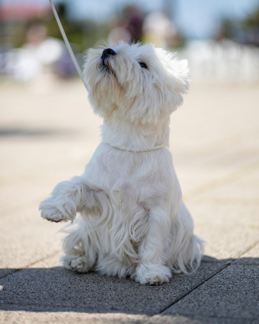 a small white dog sitting on a sidewalk