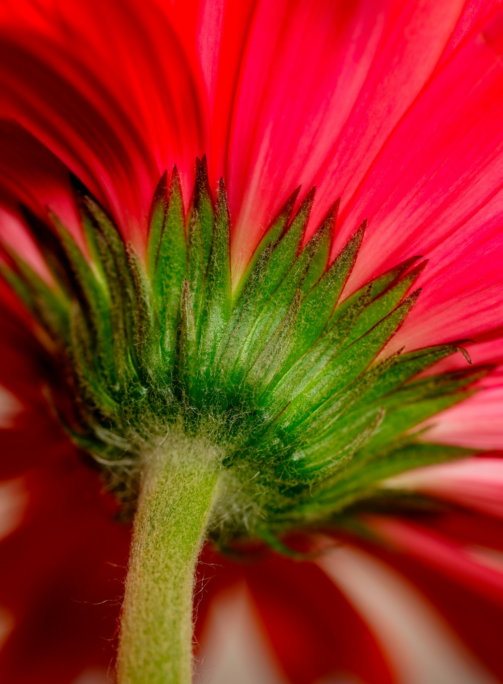 a close up of a pink flower with a green center