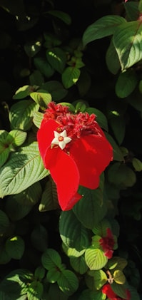 a red flower with green leaves in the background
