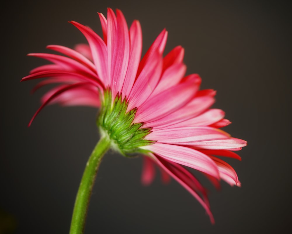 a pink flower with a green stem on a black background