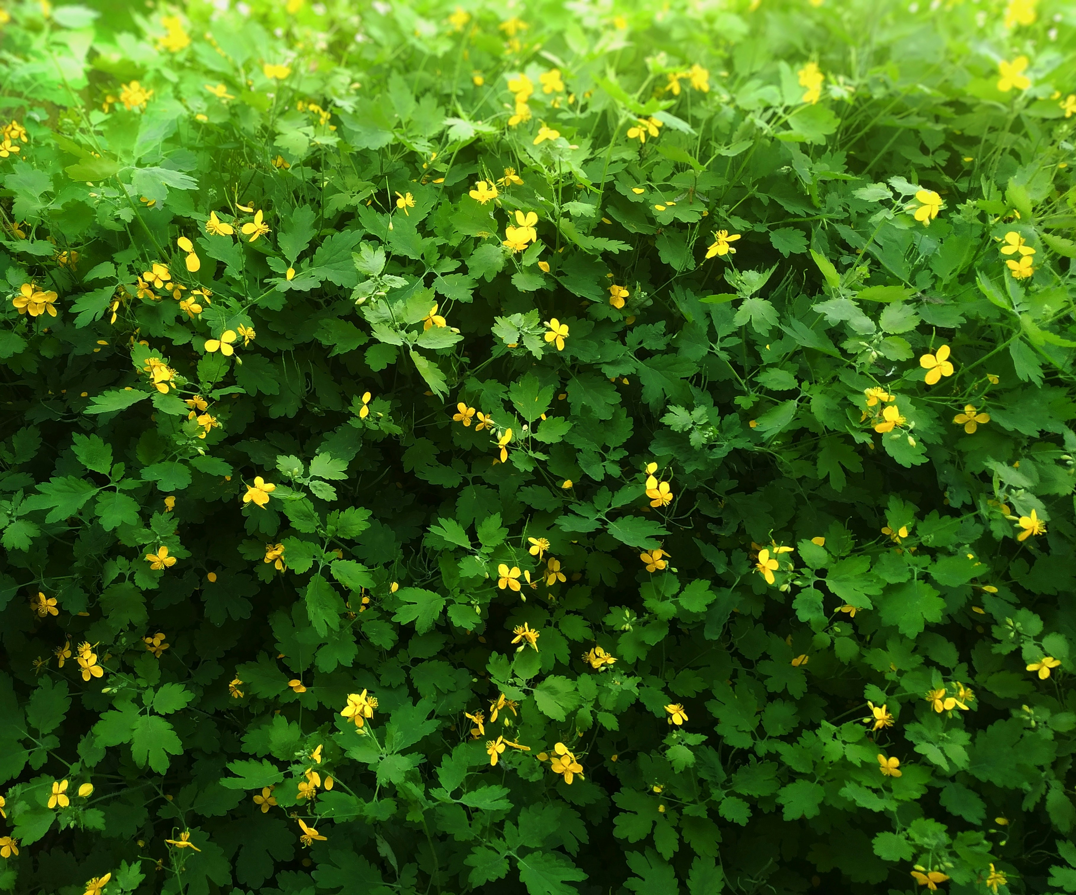 a close up of a bush with yellow flowers