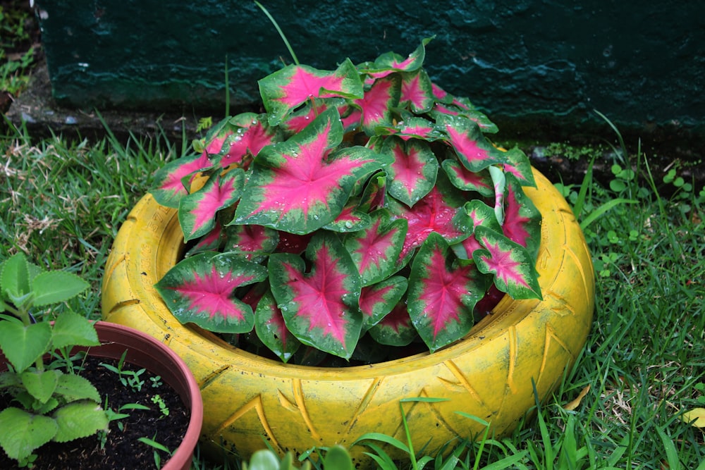 a potted plant with pink and green leaves