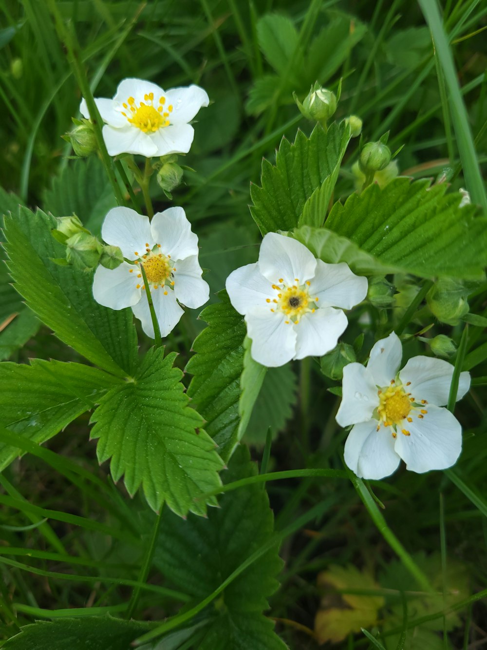 un gruppo di fiori bianchi seduti in cima a un campo verde lussureggiante