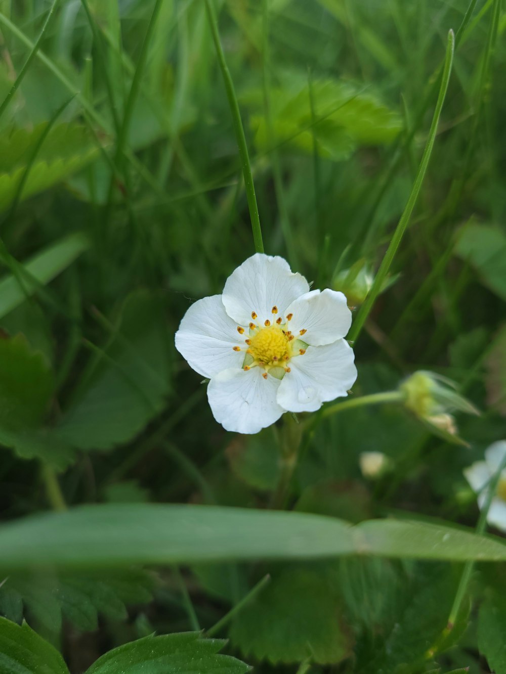 a white flower with a yellow center surrounded by green grass