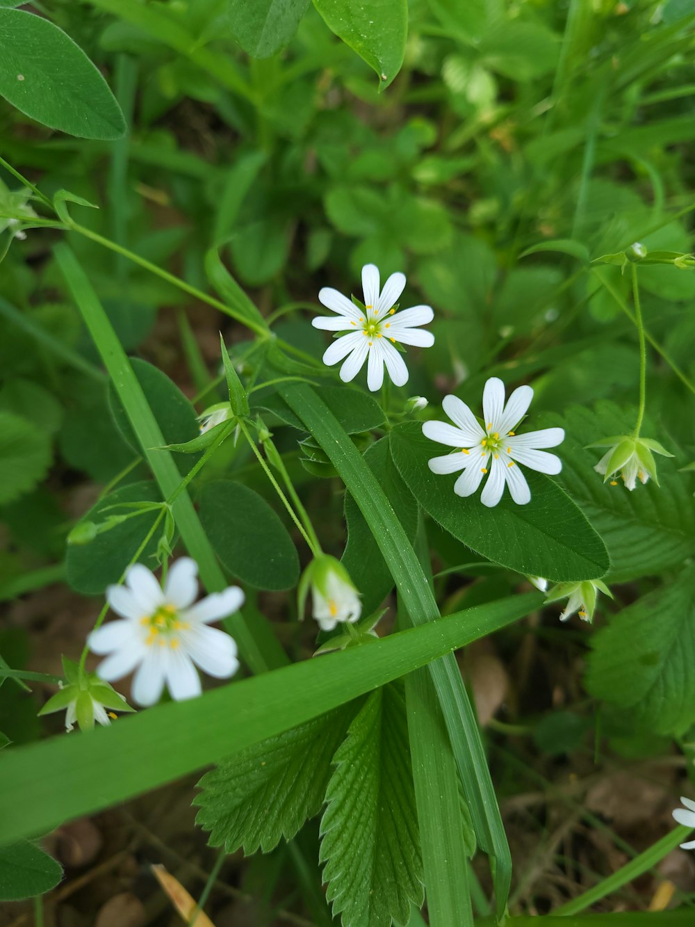 a group of white flowers sitting on top of a lush green field