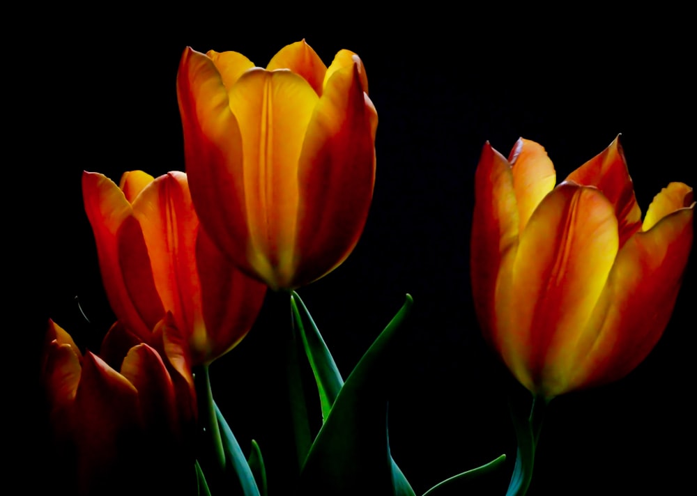 a group of red and yellow tulips on a black background
