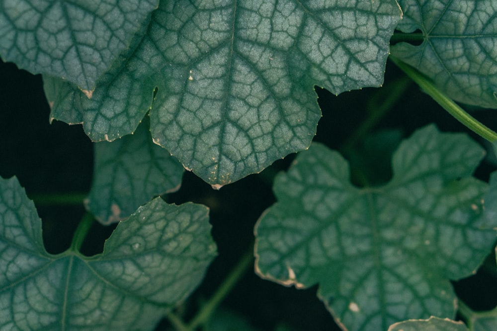 a close up of a green leaf on a plant