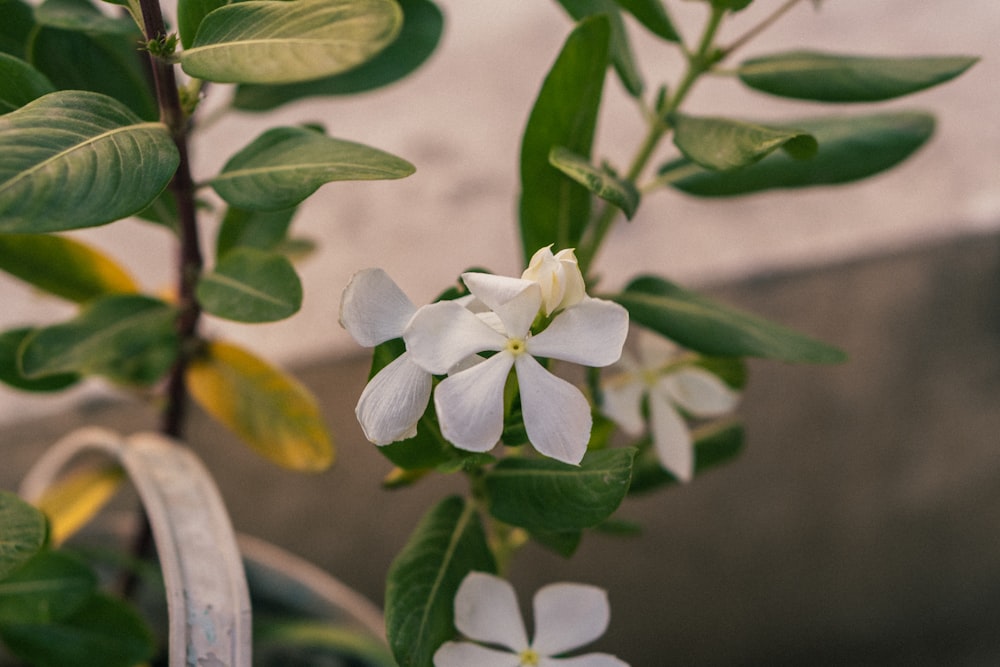 a close up of a plant with white flowers