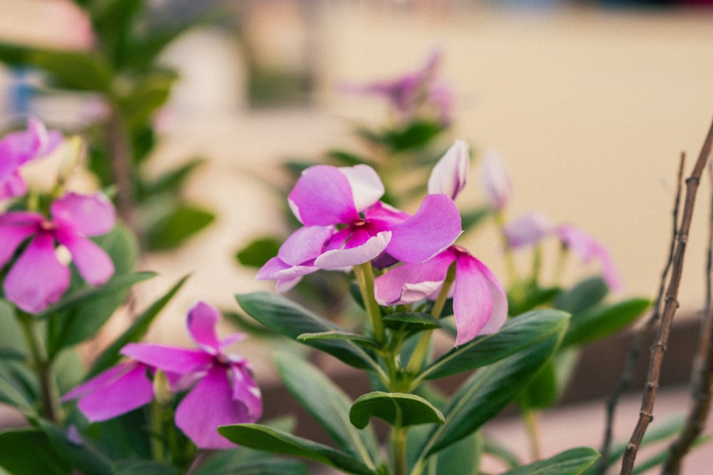 a close up of a bunch of purple flowers