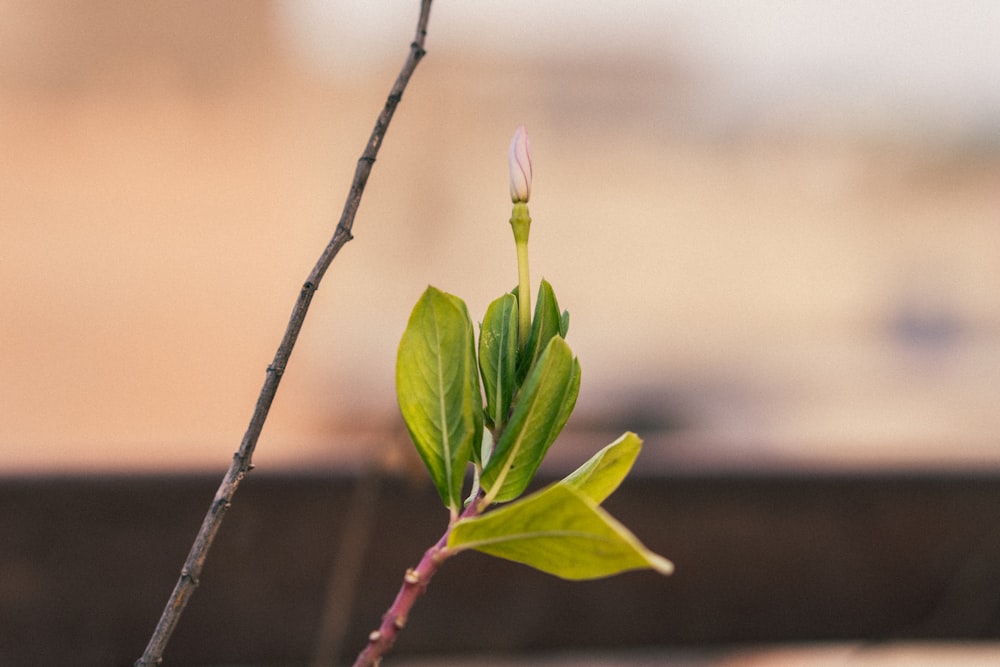 a small branch with a single flower on it
