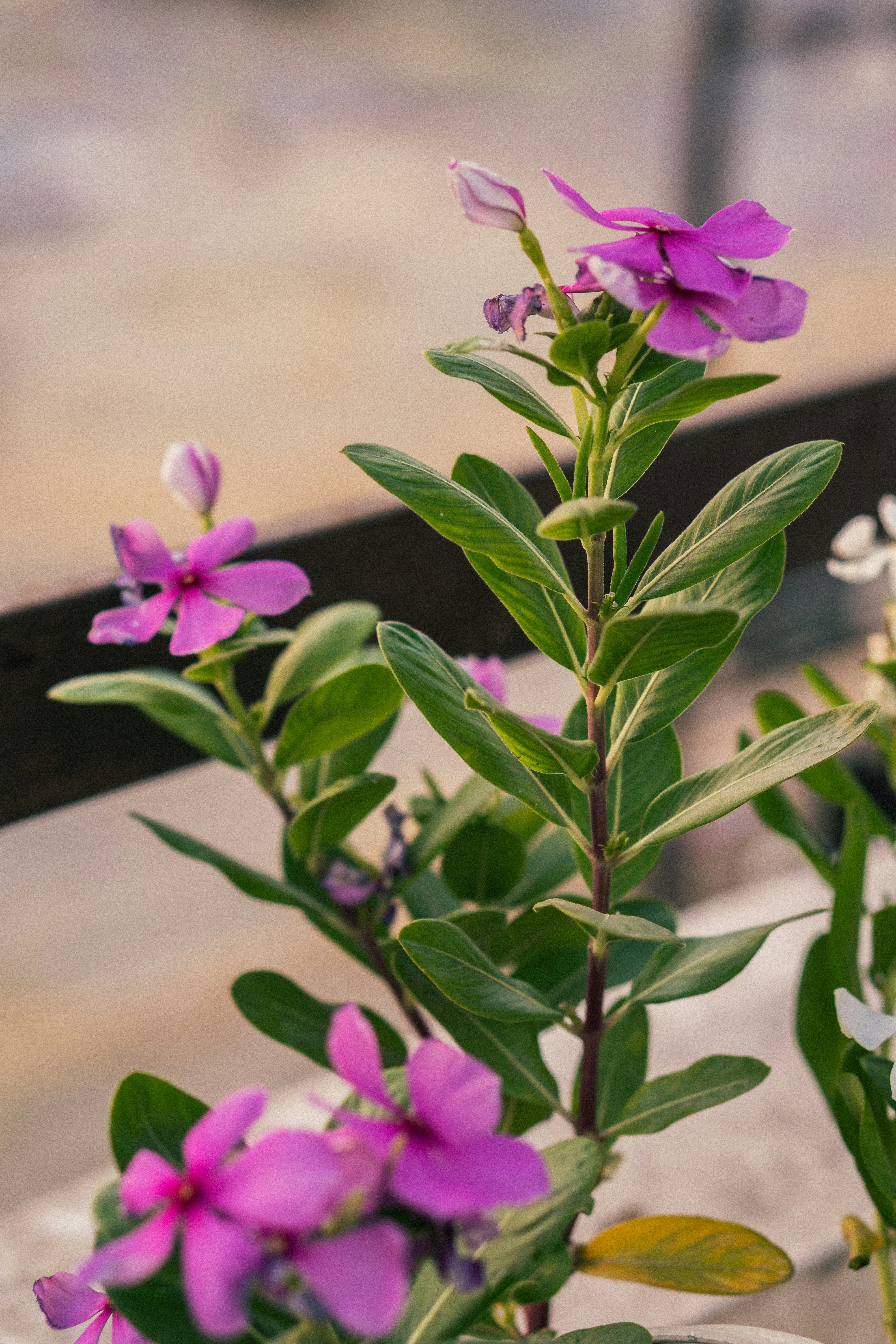 Photo by notsoaakash