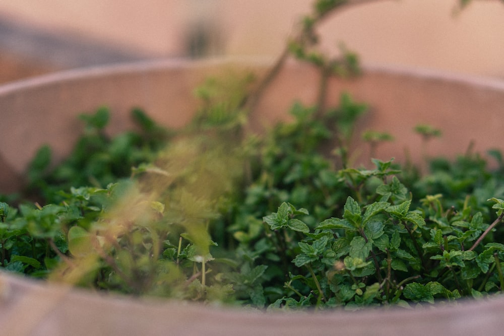 a close up of a bowl of green plants